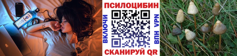 Галлюциногенные грибы Psilocybe  купить наркотик  МЕГА ссылки  Райчихинск 